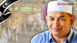 Ibadah aqiqah sepanjang tahun 2019. Usaha Penuhi Keperluan Makanan Atau Dedak Lembu