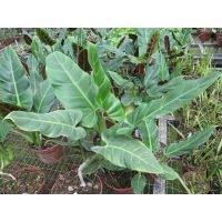 Philodendron Subhastatum Philodendron Plant Philodendron Plants