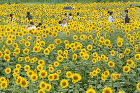 Himawari di jepang mempunyai makna cahaya, kecantikan, dan juga kehormatan. Tenggelam Di Padang Bunga Matahari Kanagawa Japan Travel