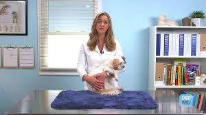 We did not find results for: What To Expect When A Pet Is Euthanized Petmd