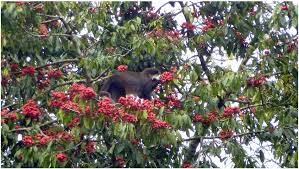 Image result for Symphonia globulifera