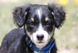 We place our puppies in homes as therapy dogs, licensed service dogs, search & rescue, with those who love to run our border collies are dna genetically health tested for the full border collie panel with paw print genetics and/or embark. Colorado Springs Co Puppy Border Collie Meet Peter Pan A Dog For Adoption Dog Adoption Border Collie Puppy Adoption