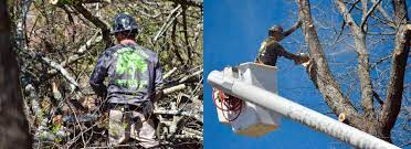 Maybe you would like to learn more about one of these? Tree Services Birmingham Al Precision Tree Service