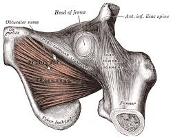 Aiis) is a bony eminence on the anterior border of the hip bone, or, more precisely, the wing of the ilium (i.e. Espina Iliaca Anterior Inferior Wikipedia La Enciclopedia Libre