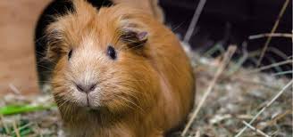 Shop great deals on garden flags. Guinea Pig Names Exoticdirect