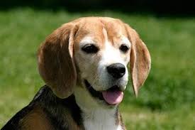 kurzhaarhunde ubersicht und pflege die tierexperten
