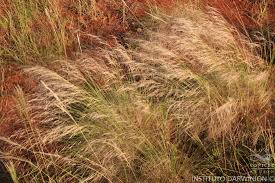 Image result for Aristida recta