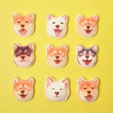 People love fluffy dogs due to their cute, adorable and loving nature. Fluffy Shiba Inu Marshmallows Capture The Sweet Side Of The Breed