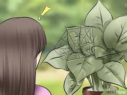 They appear very small making them incredibly because of this, you can employ similar tactics to get rid of them. Expert Advice On How To Get Rid Of Spider Mites Wikihow