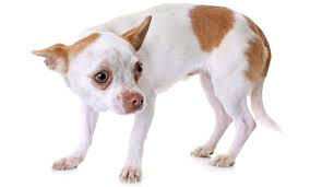 Dog Tail Between Legs What Does It Mean