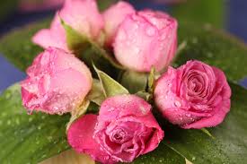 All flower images hd are free for you. Pink Beautiful Roses Hd Picture Free Download