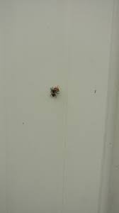 Many people think that the first verse was written about the death of tara browne. A Day In The Life Of A Pest Control Technician Part 2 Album On Imgur