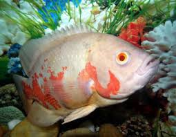 Jenis oscar yang pertama ini tergolong cukup langka aqua friends. 19 Ikan Oscar Terindah Terpopuler Yang Paling Cari Prasstyle Com