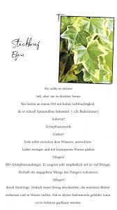 Steckbrief Efeu Hedera Helix Plant Care Plants Herbs