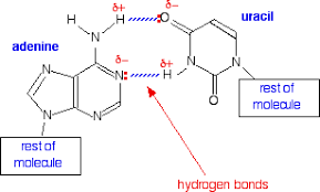 The double helix structure of the dna molecule places the four nitrogenous bases on the inside of the molecule. Transcription From Dna To Rna