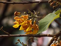Gmelina arborea is well adaptable to a wide range of soil and climatic conditions. Gamari Or White Teak Gmelina Arborea