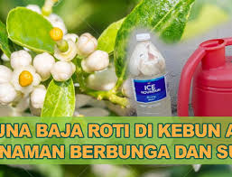 Published on feb 5,2020 belajar cara buat baja kompos dari bahan organik ataupon lebihkan dari sisa dapur seharian anda. Cara Buat Baja Organik Cecair Baja Buah Kebunbandar Com Roti Baja