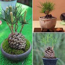 Epingle Sur Plantes