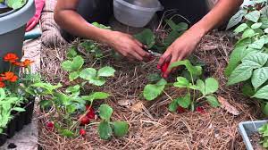 How to pick strawberries from your garden. How To Know When Strawberries Are Ripe To Pick The Chef S Garden Youtube
