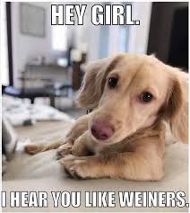 Weiner Dog Meme
