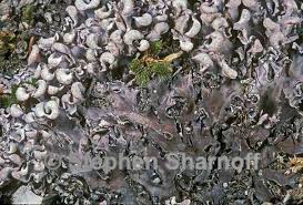 Image result for Landolphia rufescens