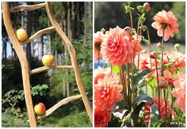 Michel gaißmayer ist bekannt für. Triptip Gartnerei Gaissmeier Illertisser Gartenlust Elf19 De