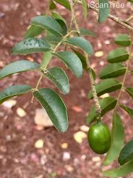 Image result for Xanthocercis zambesiaca