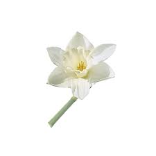 Another white flower that's in season all year is white veronicas. A Glossary Of Wedding Flowers By Color