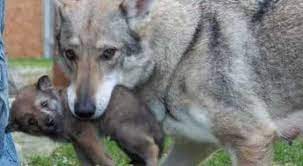 Through movement, lucia invites all passersby to take part in a. Il Dettoin Bocca Al Lupo Ma Non Fatelo Crepare Il Mattino It