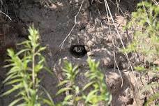 Bank Swallow Survey