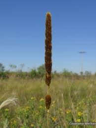 Image result for Eragrostis paniciformis