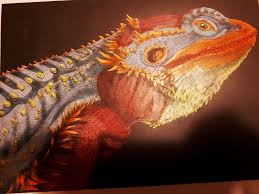 Dragon clipart realistic pencil and in color, bearded dragon coloring, bearded dragon drawing at for. Bearded Dragon By Carolien Olde Scholtenhuis Coloring Contest Ink Intricate