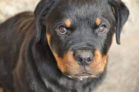 Rottweiler Health Issues And Problems Canna Pet