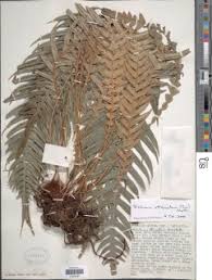 Image result for Blechnum attenuatum