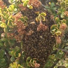 Professional bee removal and pest control services by licensed technicians. Jims Pest Control Adelaide Home Facebook