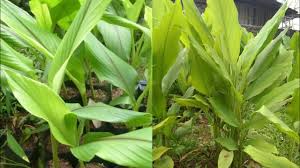 Temulawak dikenal sebagai bahan olahan jamu tradisional. Perbedaan Temulawak Kunyit Youtube
