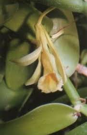 Image result for Vanilla polylepis