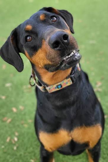 Frequently Asked Questions And answers about Doberman Mix by Farmpally