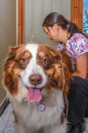 We are here to keep your pets healthy, happy, and holistic! Pet Health On The Bay Magazine