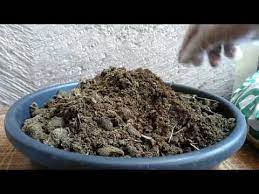 Moo doo® composted cow manure. How To Apply Cow Manure For Gardening Easy Gardening Hacks Garden Simply