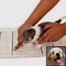 Potty Training A Puppy To Go Outside And Clicker Training Dog Start Dog Training Dog Clicker Training Dog Behavior Training