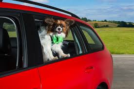 We did not find results for: The Top 10 Best Cars For Dogs And Dog Owners Carwow