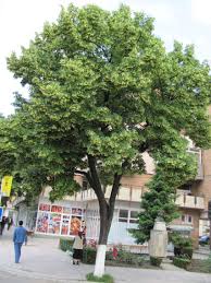 Semnarea tratatului de la nisa a incheiat conferinta interguvernamentala mai sus amintita. Harlau625 Harlau625 S Blog PaginÄƒ 85