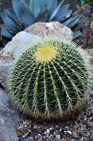 Growing Barrel Cactus Tips For Barrel Cactus Care Cactusflower Barrel Cactus Cactus Care Golden Barrel Cactus