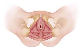We did not find results for: The Importance Of The Perineum In Childbirth