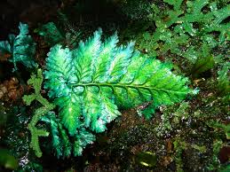 Image result for Trichomanes