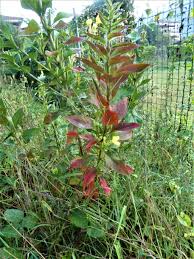 Le foglie tubolari della sanseveria cylindrica in un vaso su un piedistallo sono come un segno grafico. Alberi Dalle Foglie Rosse