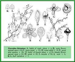 Image result for Cocculus hirsutus