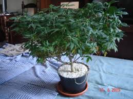 Article originally published at april 30 2000 this article is revised and archived 5/8/03 20 New For Bonsai Weed Mother Plant Pink Wool