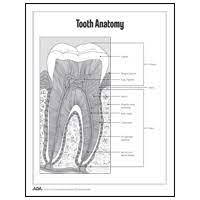 Tooth Anatomy Diagram Cross Section Dental Kids Teeth Anatomy Dental Facts